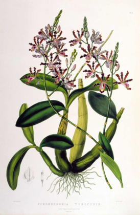 Picture of ORCHID, SCHOMBURGKIA TIBICINUS