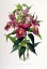 Picture of ORCHID, SOBRALIA MACRANTHA