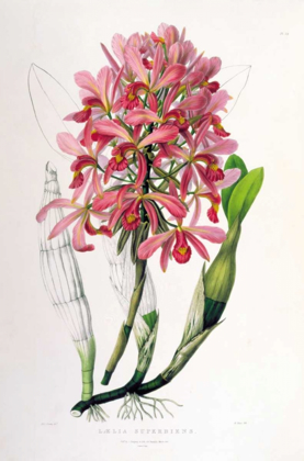 Picture of ORCHID, LAELIA SUPERBIENS