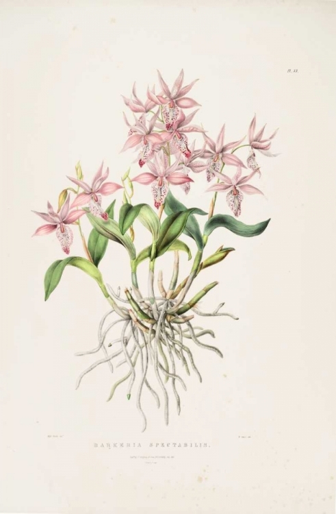 Picture of ORCHID, BARKERIA SPECTABILIS