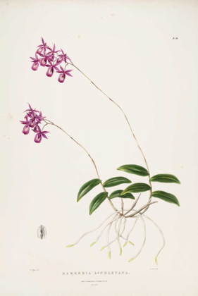 Picture of ORCHID, BARKERIA LINDLEYANA