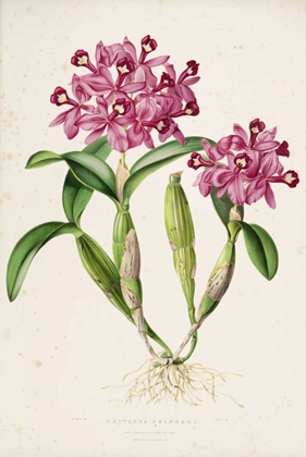 Picture of ORCHID, CATLEYA SKINNERI