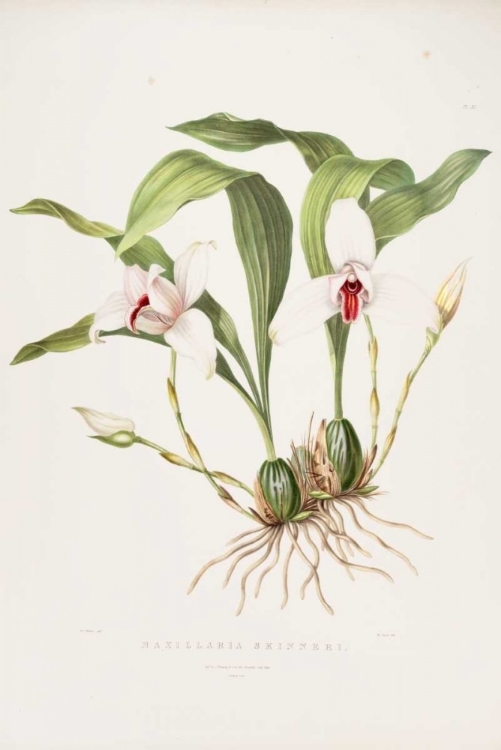 Picture of ORCHID, MAXILLARIA SKINNERI