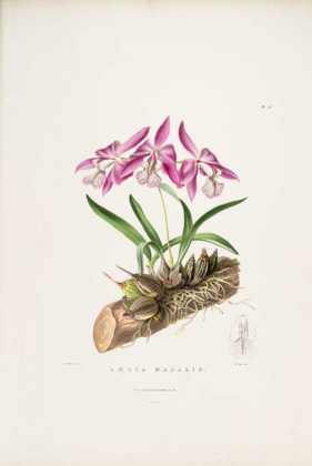 Picture of ORCHID, LAELIA MAJALIS