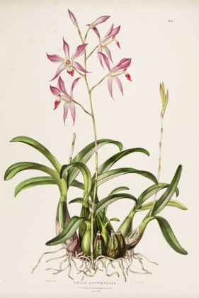 Picture of ORCHID, LAELA AUTUMNALIS