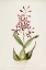 Picture of ORCHID, EPIDENDRUM MACROCHILUM