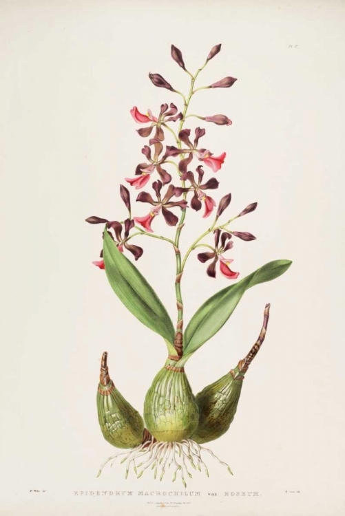 Picture of ORCHID, EPIDENDRUM MACROCHILUM