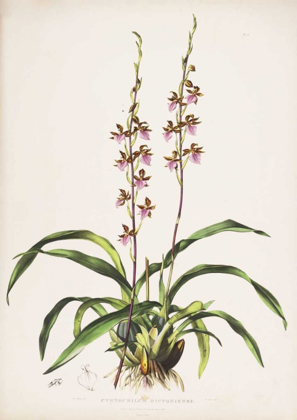 Picture of ORCHID, CYRTOCHILUM BICTIONIENSE