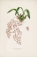 Picture of ORCHID, ONCIDIUM BATEMAN