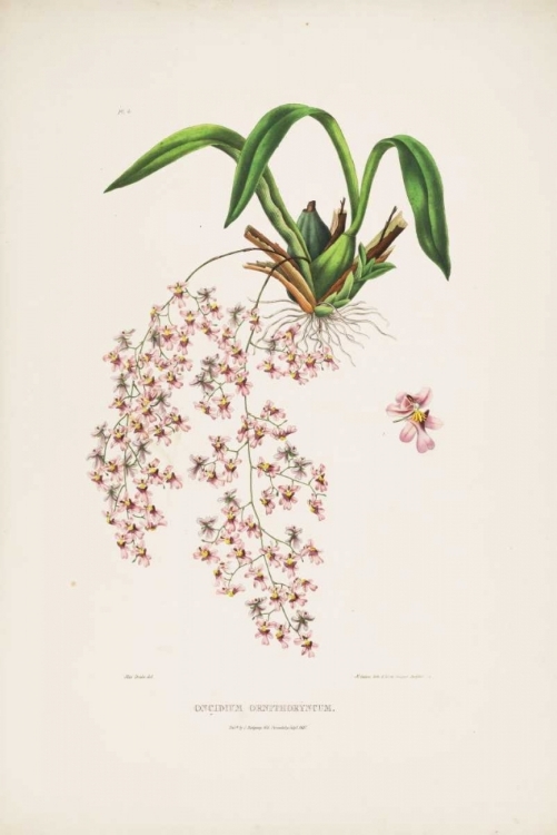 Picture of ORCHID, ONCIDIUM BATEMAN