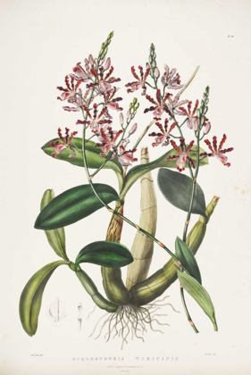 Picture of ORCHID, SCHOMBURGKIA TIBICINIS