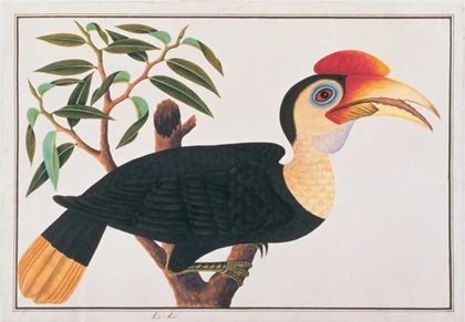 Picture of KE-KE HORNBILL