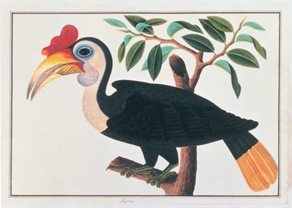 Picture of INGANG, HORNBILL