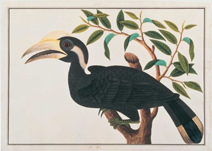 Picture of KE-KE, HORNBILL