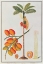 Picture of PENANG BETLE NUT TREE