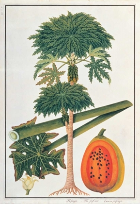 Picture of PAPAYA TREE