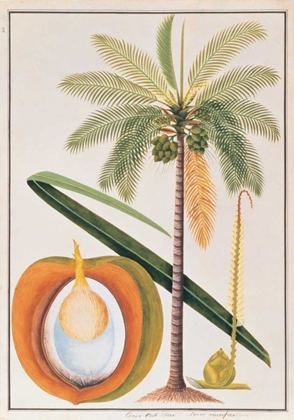 Picture of COCONUT PALM