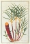 Picture of SUGAR CANE