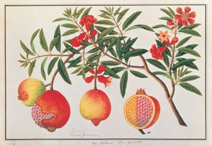 Picture of POMEGRANATE