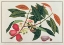 Picture of MALAY ROSE APPLE