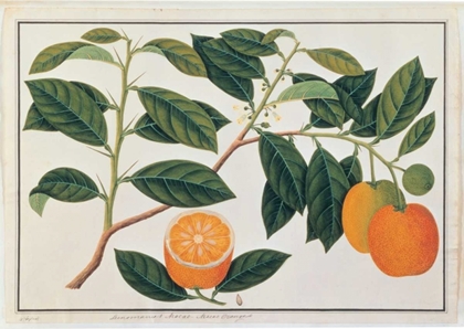 Picture of MACAO ORANGES