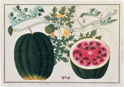 Picture of WATERMELON