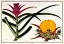 Picture of PINEAPPLE