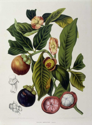 Picture of MANGOSTEEN