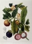 Picture of MANGOSTEEN