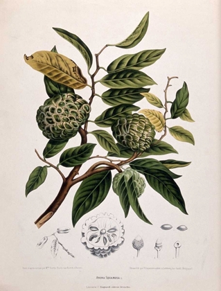 Picture of CUSTARD APPLE