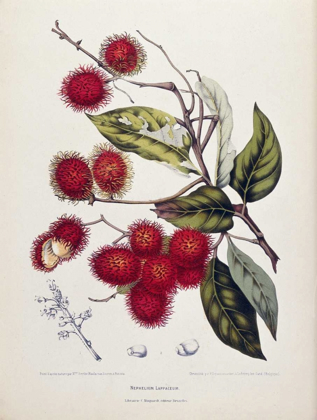 Picture of RAMBUTAN