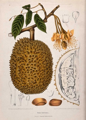 Picture of DURIAN