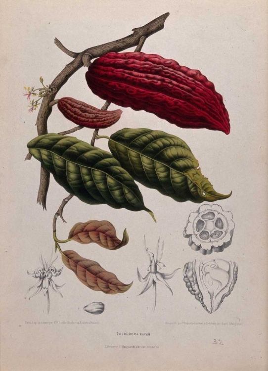 Picture of CACAO