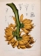 Picture of PLANTAIN, BANANA
