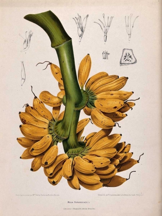 Picture of PLANTAIN, BANANA