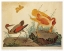 Picture of SPOONBILL AND FANTASY STORK