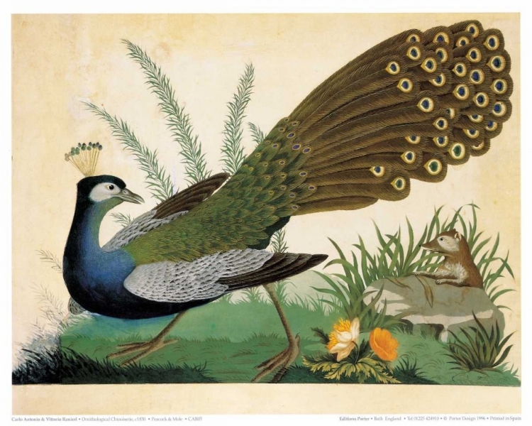 Picture of PEACOCK AND MOLE