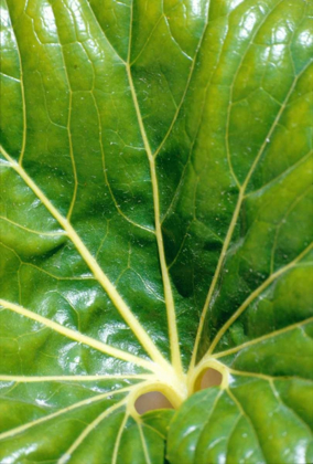 Picture of TROPICAL LEAF