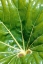 Picture of TROPICAL LEAF