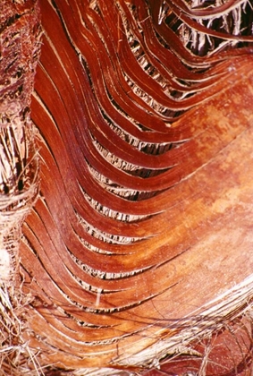 Picture of PALM BARK