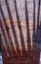 Picture of DATE PALM CROWN