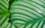 Picture of TROPICAL LEAF