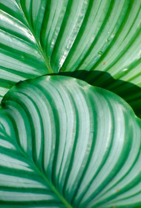 Picture of TROPICAL LEAF