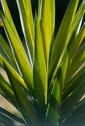 Picture of ALOE