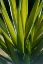 Picture of ALOE