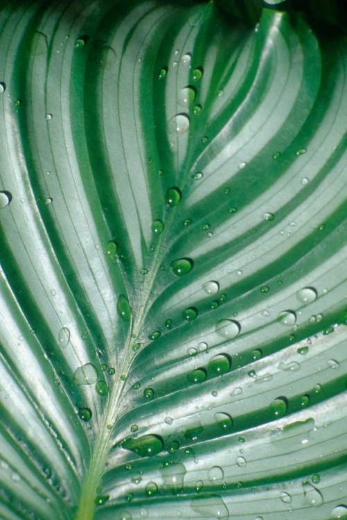 Picture of TROPICAL LEAF