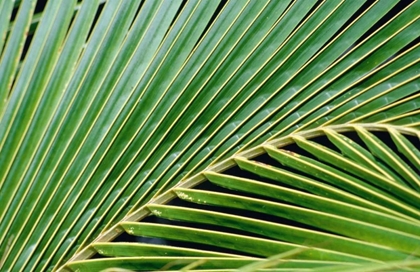 Picture of PALM FROND