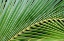 Picture of PALM FROND