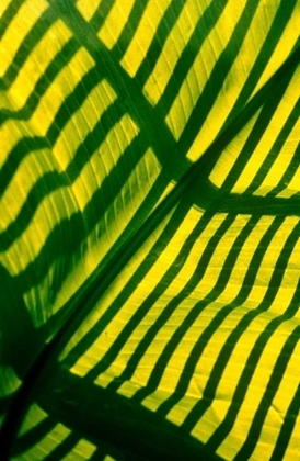 Picture of PALM FROND