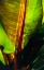 Picture of PALM FROND